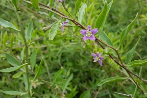 Lycium barbarum Duke of Argyll's Teaplant