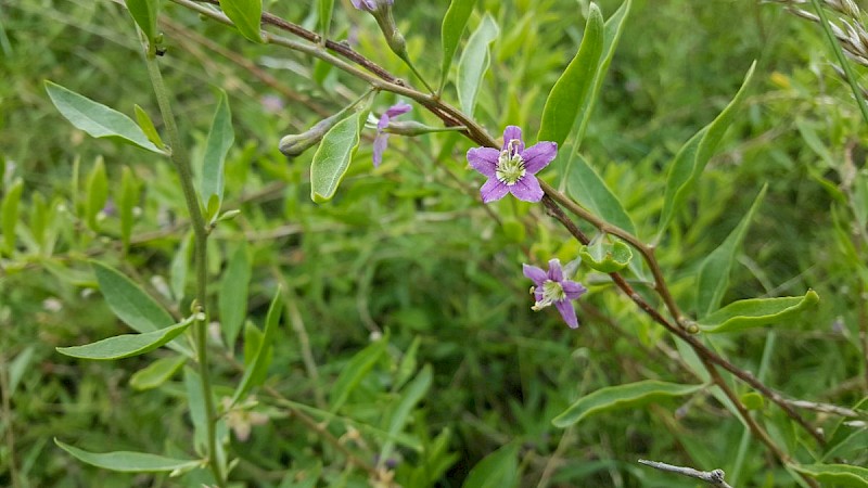 Lycium barbarum - © Barry Stewart