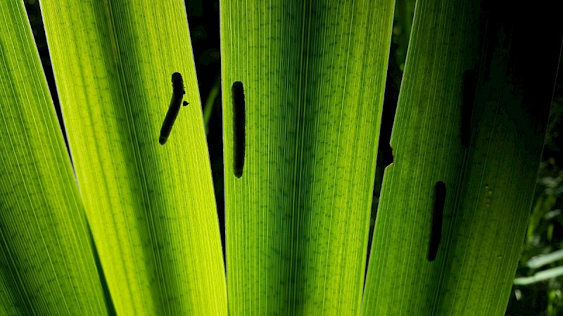 Iris pseudacorus - © Barry Stewart