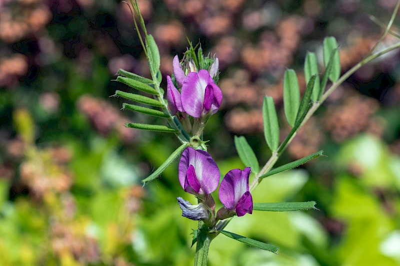 Vicia sativa subsp. segetalis - © Charles Hipkin