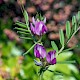 Vicia sativa subsp. segetalis