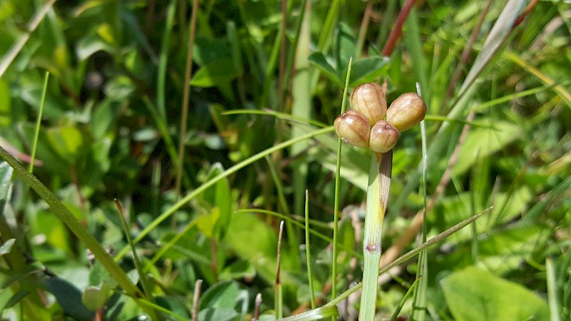 Sisyrinchium montanum - © Barry Stewart