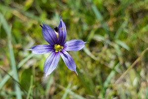 Sisyrinchium montanum American Blue-eyed-grass