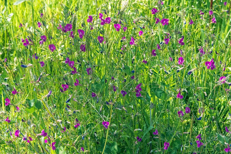 Vicia sativa subsp. nigra - © Charles Hipkin