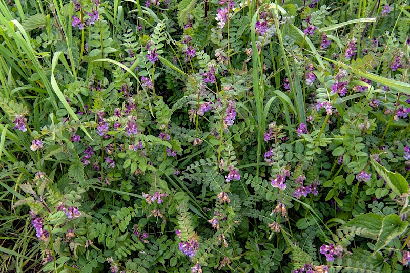 Vicia sepium - © Charles Hipkin