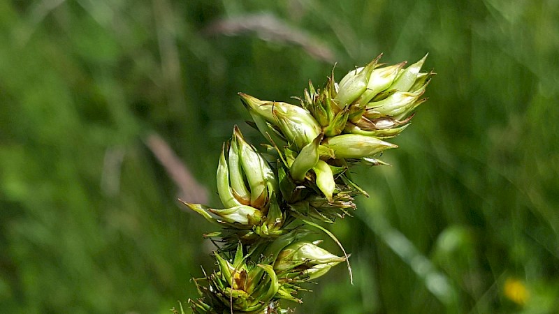 Carex otrubae - © Barry Stewart