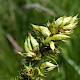 Carex otrubae