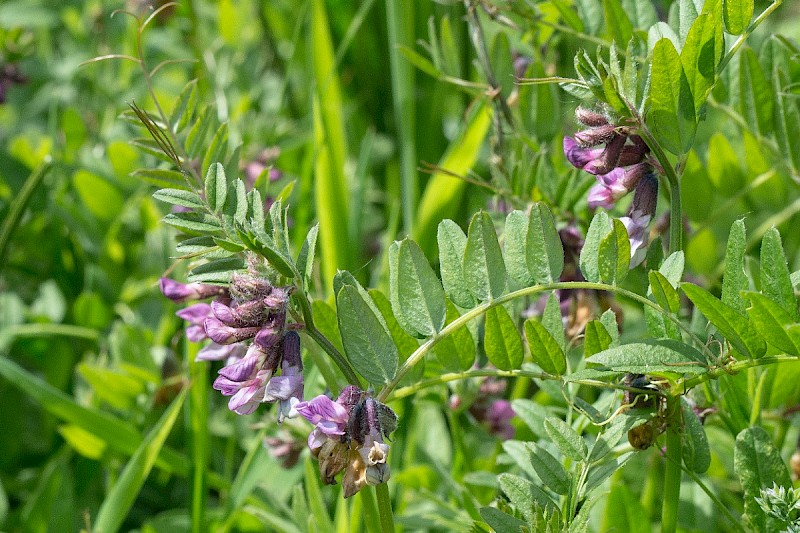 Vicia sepium - © Charles Hipkin