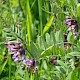 Vicia sepium