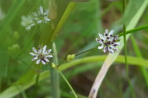 Microbotryaceae