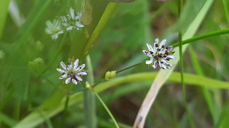 Microbotryum stellariae - © Barry Stewart