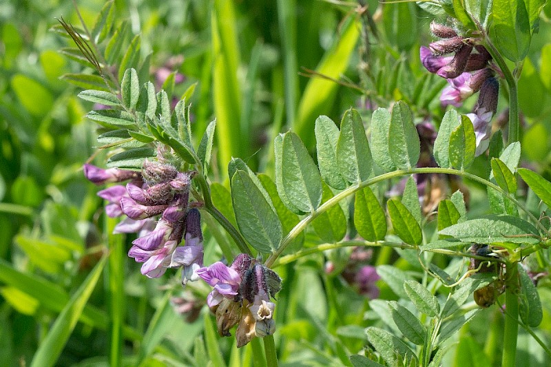 Vicia sepium - © Charles Hipkin