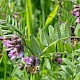 Vicia sepium