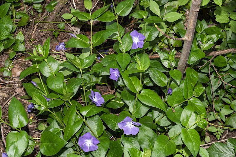 Vinca major - © Charles Hipkin