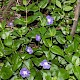 Vinca major