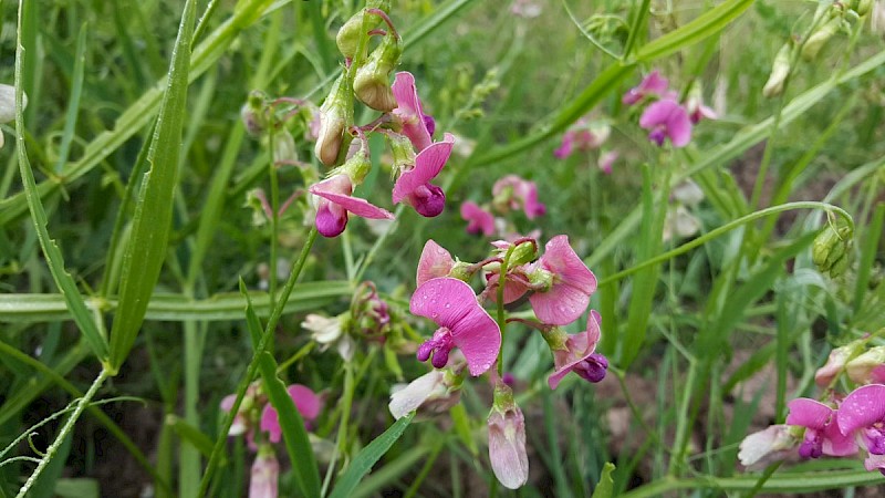 Lathyrus sylvestris - © Barry Stewart