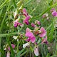 Lathyrus sylvestris