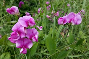 Lathyrus latifolius Broad-leaved Everlasting-pea