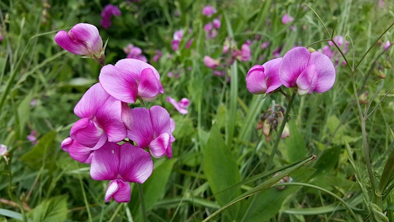 Lathyrus latifolius - © Barry Stewart