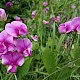 Lathyrus latifolius