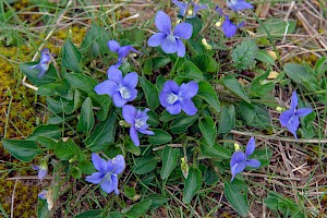 Viola canina Heath Dog-violet