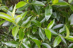 Salix pentandra Bay Willow