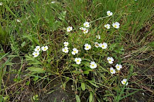 Baldellia ranunculoides Lesser Water-plantain