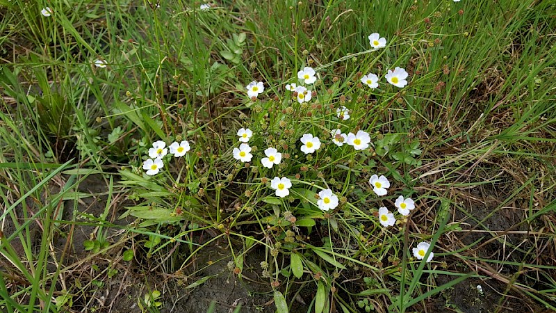 Baldellia ranunculoides - © Barry Stewart