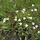 Baldellia ranunculoides