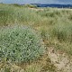 Matthiola sinuata