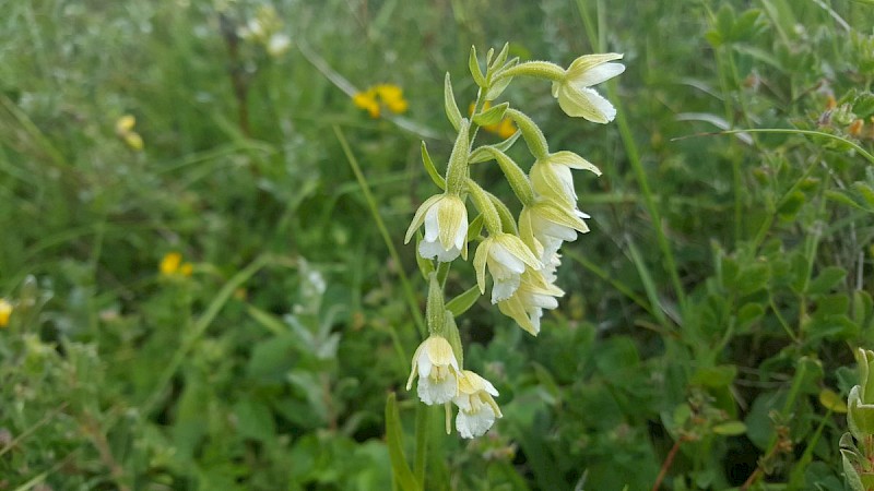 Epipactis palustris - © Barry Stewart