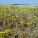 Senecio jacobaea