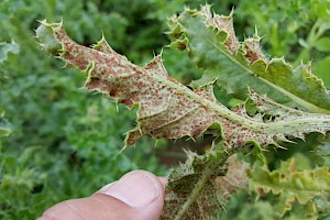 Puccinia punctiformis Thistle Rust