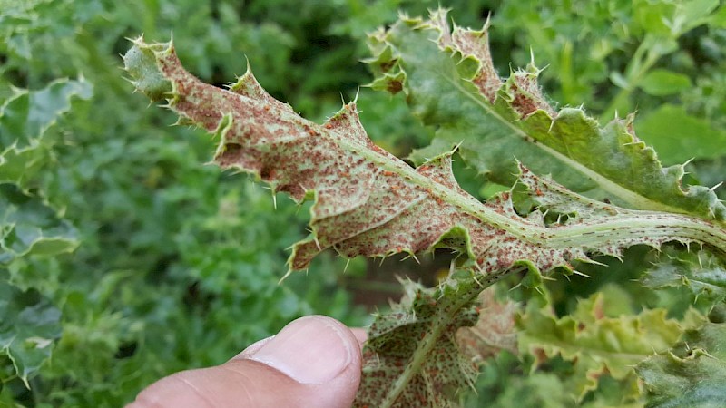 Puccinia punctiformis - © Barry Stewart