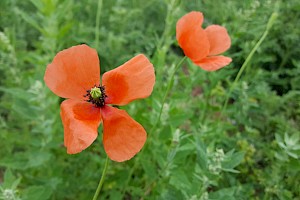 Papaver lecoqii Yellow-juiced Poppy