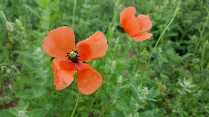 Papaver lecoqii - © Barry Stewart