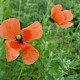 Papaver lecoqii