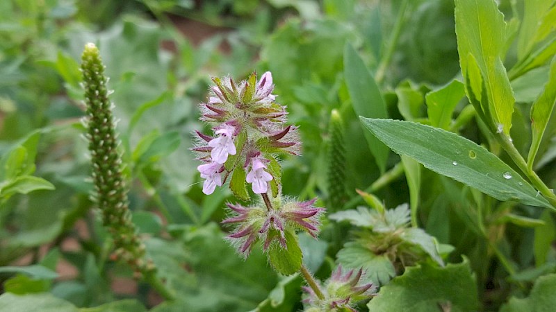 Mentha arvensis - © Barry Stewart