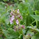 Mentha arvensis