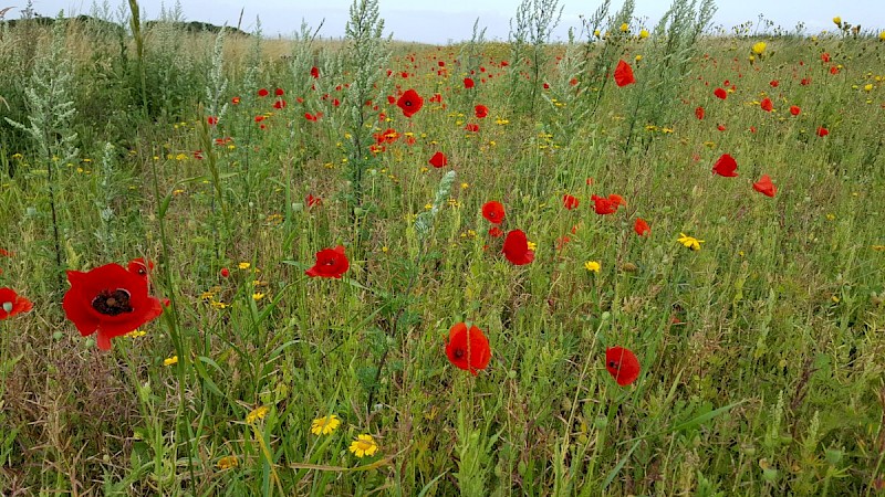 Papaver rhoeas - © Barry Stewart