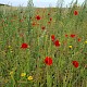 Papaver rhoeas