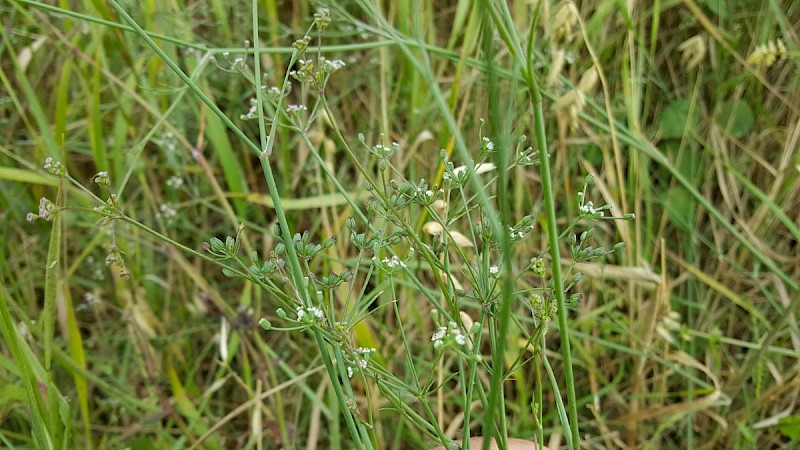 Petroselinum segetum - © Barry Stewart