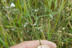 Petroselinum segetum Corn Parsley