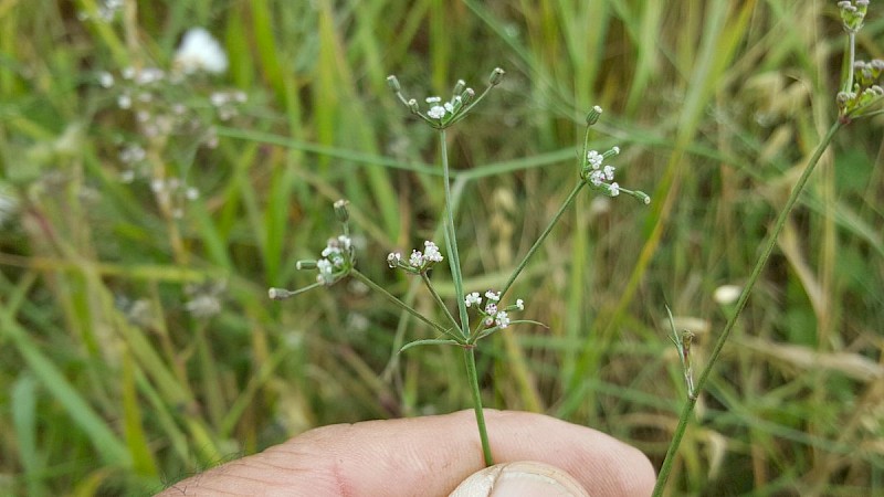 Petroselinum segetum - © Barry Stewart