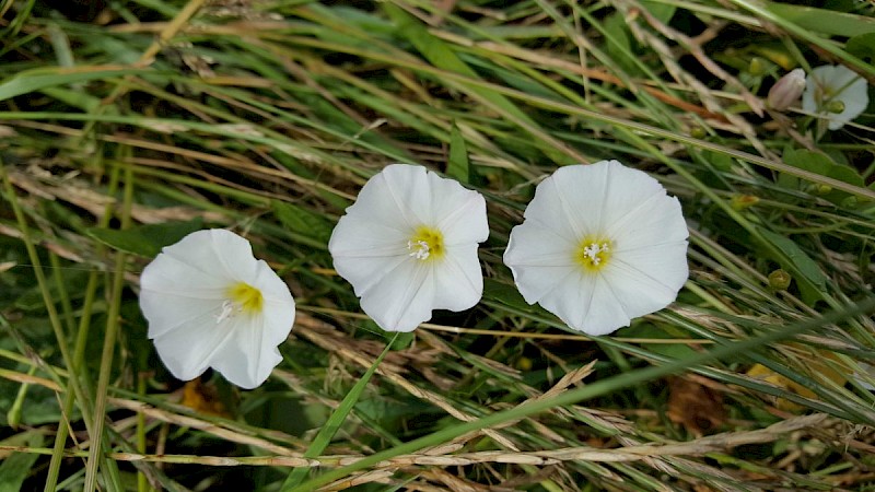 Convolvulus arvensis - © Barry Stewart