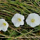 Convolvulus arvensis