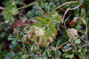 Poterium sanguisorba subsp. sanguisorba Salad Burnet