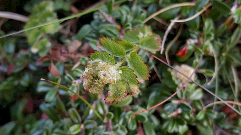 Poterium sanguisorba subsp. sanguisorba - © Barry Stewart