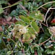 Poterium sanguisorba subsp. sanguisorba