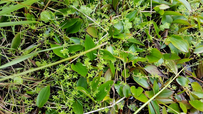 Crassula helmsii - © Barry Stewart